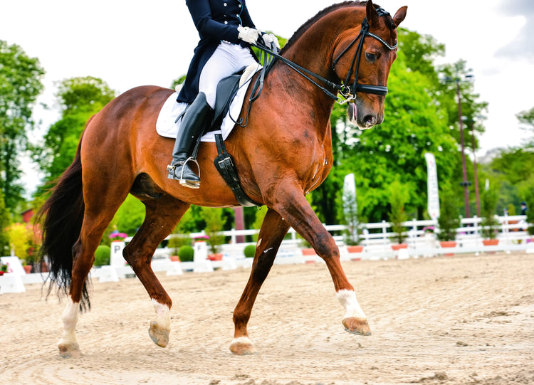 Equestrian
